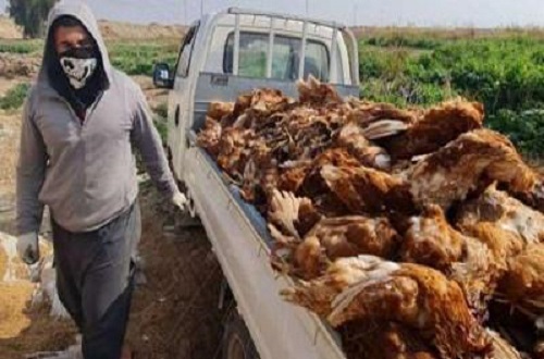 اكتشاف بؤرة جديدة لإنفلونزا الطيور ونفوق 50 ألف طائر في مزرعة بمدينة عين فكرون شمال شرق الجزائر