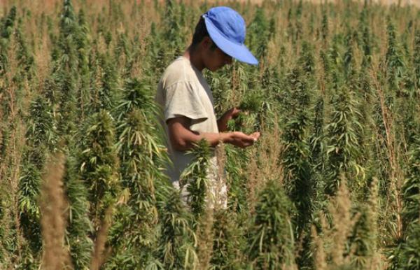 تأسيس “تنسيقية لمزارعي الكيف ” زراعة القنب المخدر مصدر رزق لنحو مليون شخص في المغرب