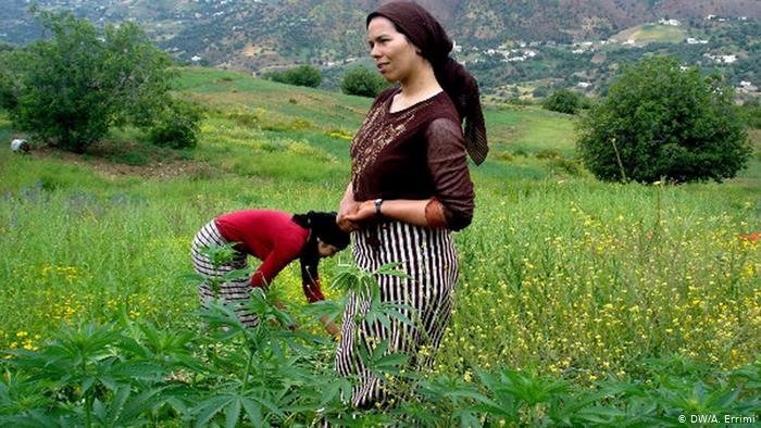 الحكومة تفوض وزارة الداخلية الوصاية على مزارعو القنب