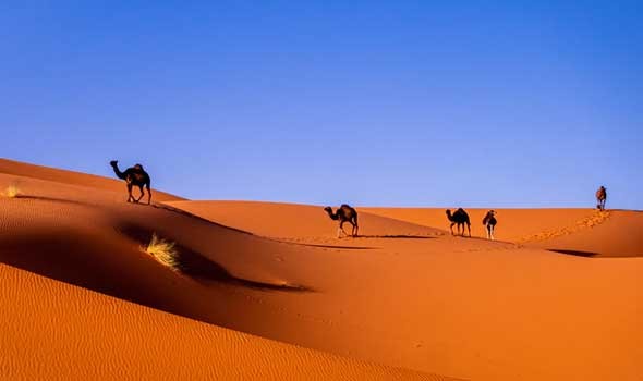 الرئاسة التونسية توضح سبب امتناعها عن دعم القرار الأممي بشأن الصحراء المغربية