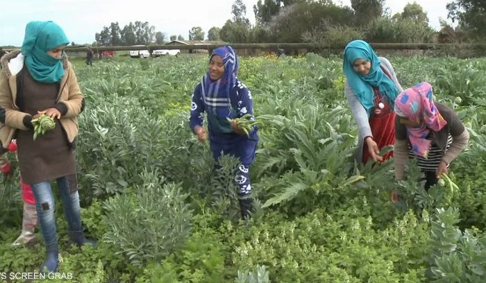 المغرب الثاني دولة عربية في عمالة الأطفال
