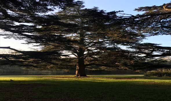 مؤسسة “سيدة الأرض ” تغرس شجرتي زيتون في القدس إحتفاء بأسود الأطلس وحارس عرينها بونو