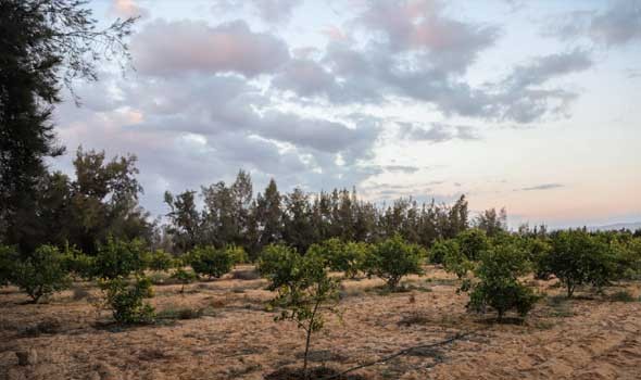عرض التجربة المغربية في تقنين القنب الهندي