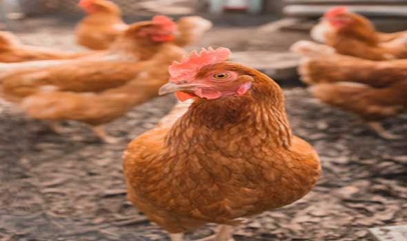 صديقي يكشف إجراءات صارمة لحماية الدواجن من تسرب إنفلونزا الطيور