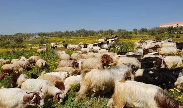 وزير الحكومة المغربية يستعرض برنامج التحضير لعيد الأضحى أمام أنظار الحكومة