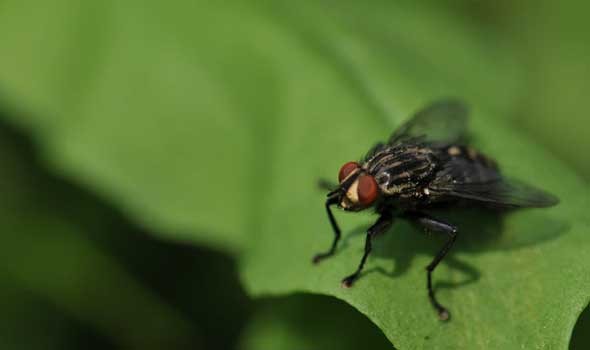 ولاية نيويورك ترصد إصابة بفيروس ينقله البعوض لأول مرة محليًا