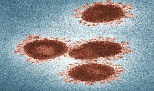 الصحة الإسبانية تبدأ إجلاء أول الركاب من السفينة الموبوءة